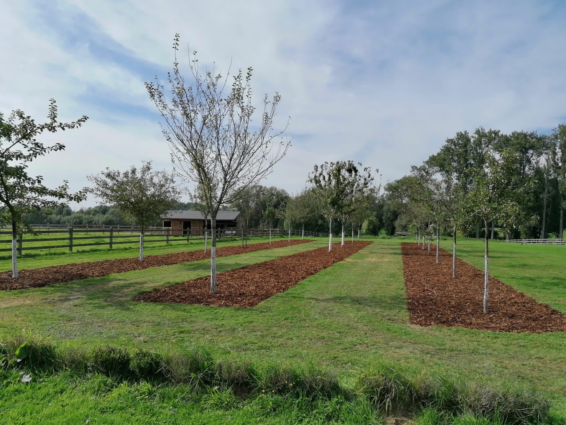 Bomen aanplanten in boomgaard op weide