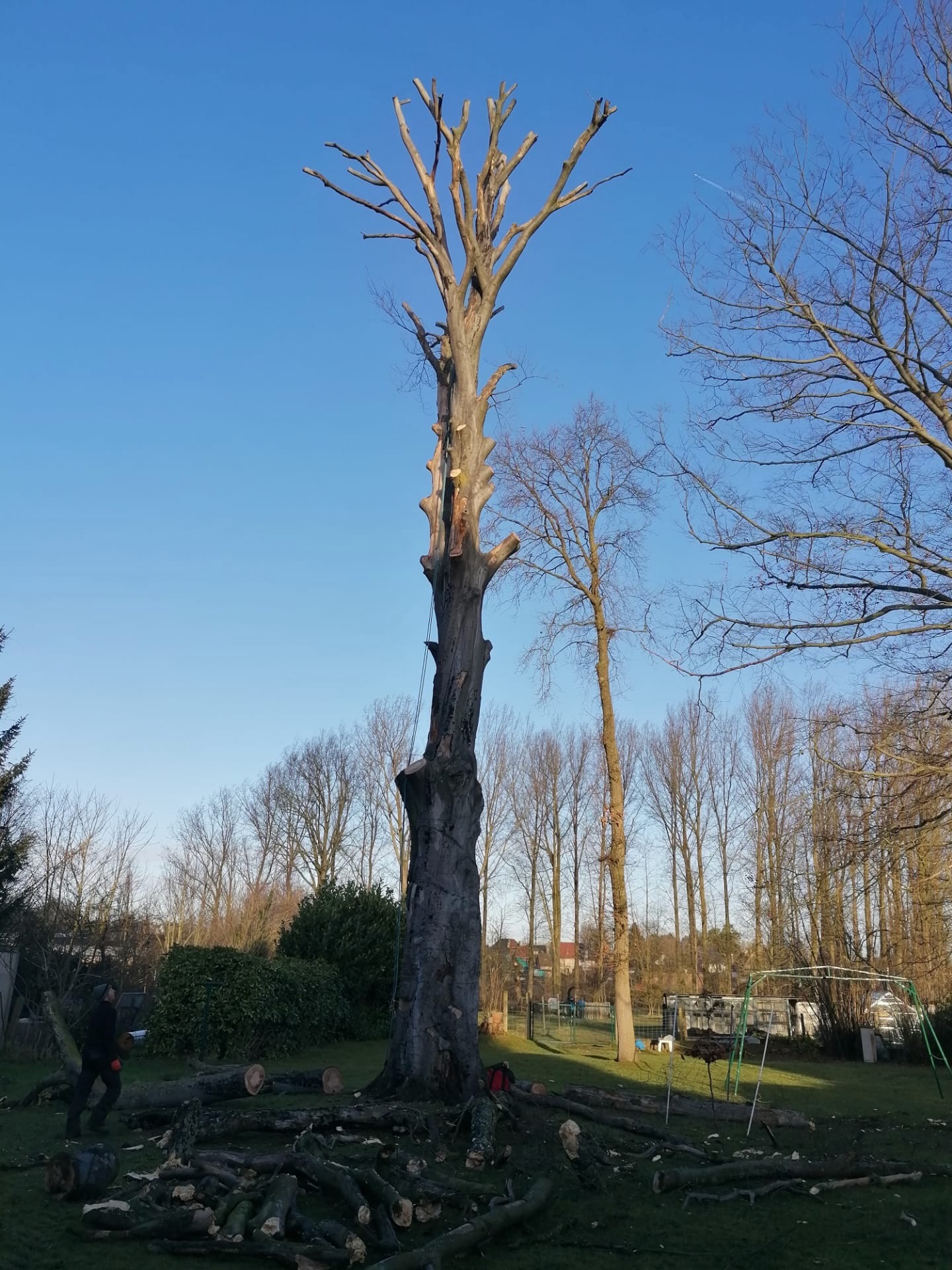Boom kandelaberen met kale stam