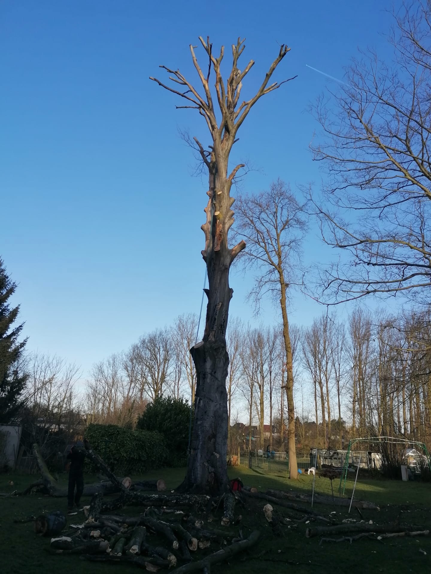 Boom gefaseerd vellen via kroonafbraak