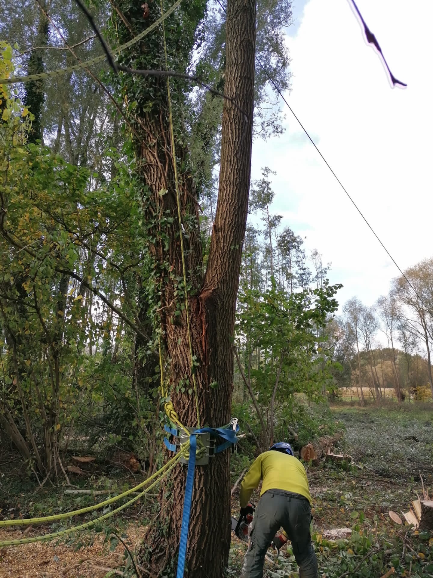 Boom vellen met kabel en touw gecontroleerd