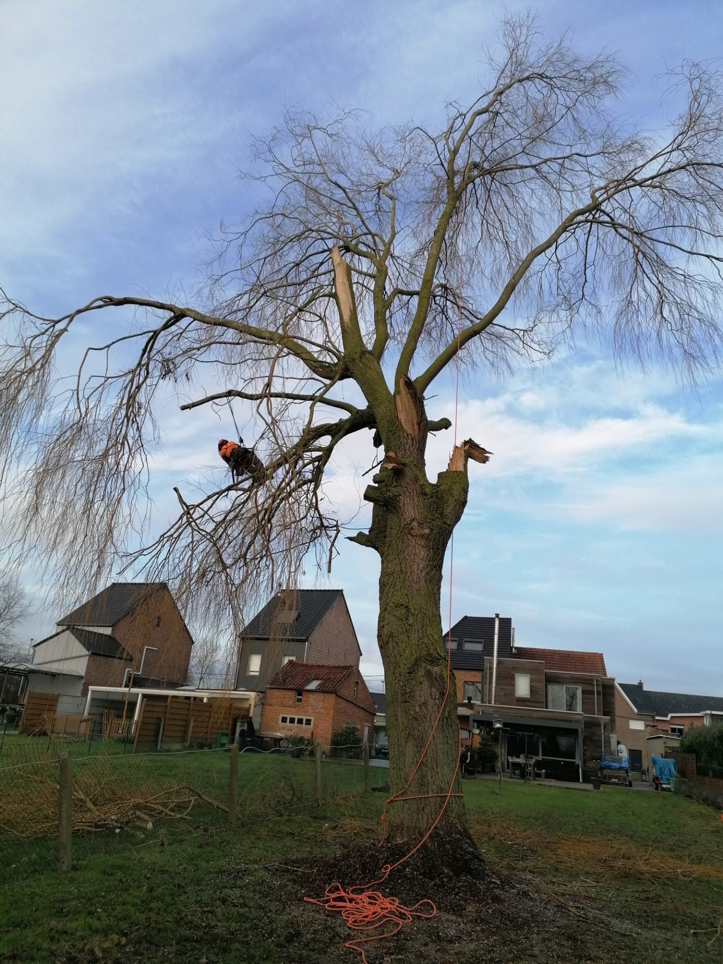 Boomklimmer snoeit treurwilg in tuin