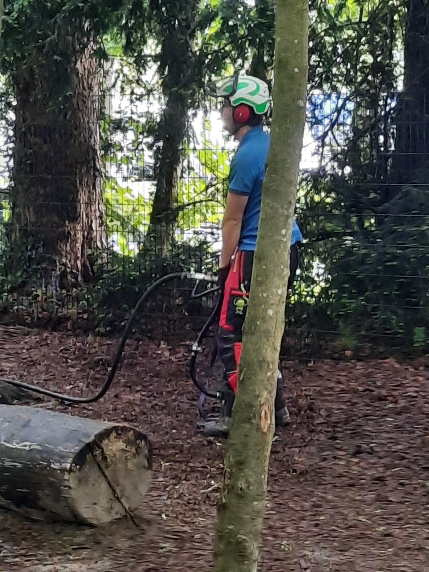 Boomverzorger met veiligheidsuitrusting bij boomstam