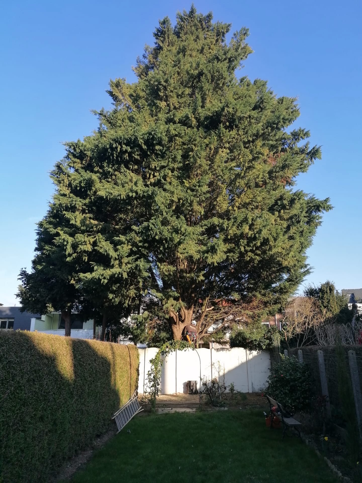 Grote conifeer snoeien in tuin